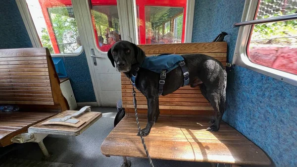 Black labrador dog going up the famous Montenvers train in the Chamonix Valley in the Alps. He is wearing a dog backpack to carry his water.