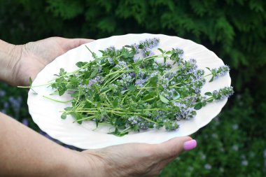 A woman collected thyme herb in her garden. Summer day