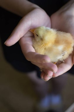 Small yellow chicken in young hangs closeup in dark blurry background