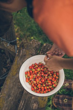 Girll's hands taking fresh strawberries to eat, from tureen on old bench. Country vacances on open air