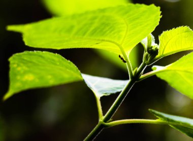 ant walking on the stem of a leaf