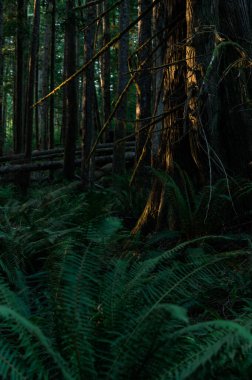Sun kissed Cedar tree among ferns on Sunshine Coast