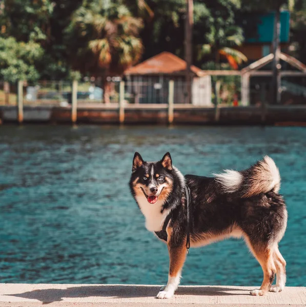 Dog Beach Summer — 图库照片