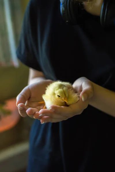 Small yellow chicken in young hangs closeup in dark blurry background