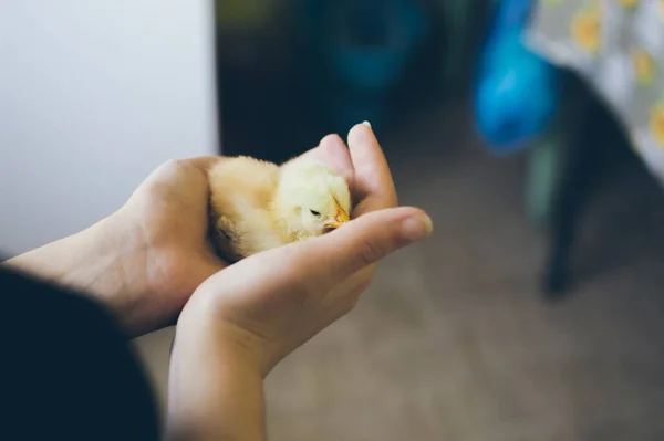 Small Yellow Chicken Young Hangs Closeup Blurry Background — Foto de Stock