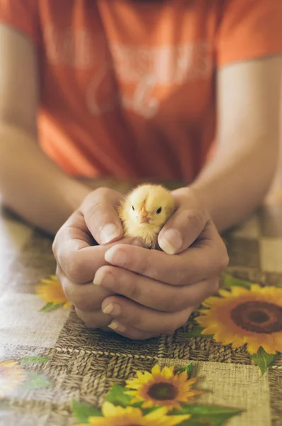 Small Yellow Chicken Closeup Young Hangs Girl Orange Sunflowers Table — ストック写真