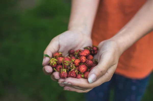 Girll\'s hands keeping strawberries close up on blurry background,  gathering berries.  Country vacances on open air
