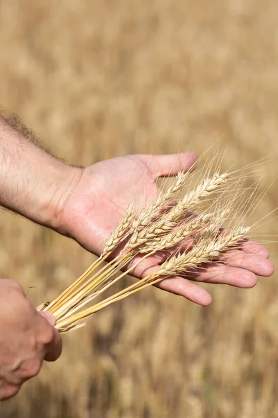 Farmer Holds Several Ears Rye His Hands — Φωτογραφία Αρχείου