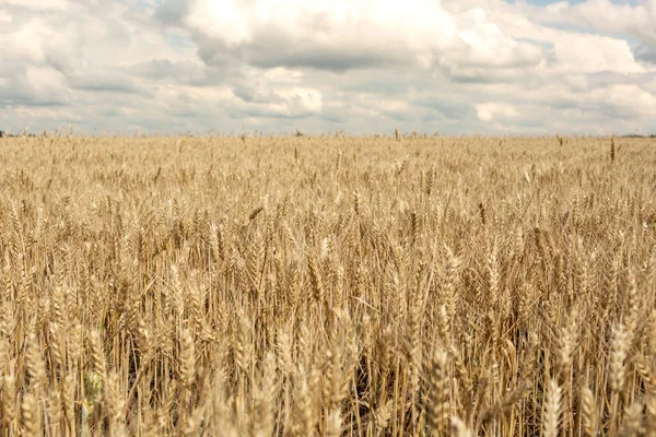 Rye Field Natural Background Grain — Photo