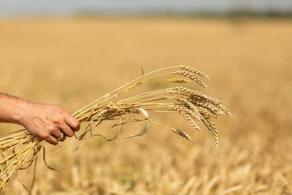 The farmer's hand holds the plucked ears of wheat in his hand