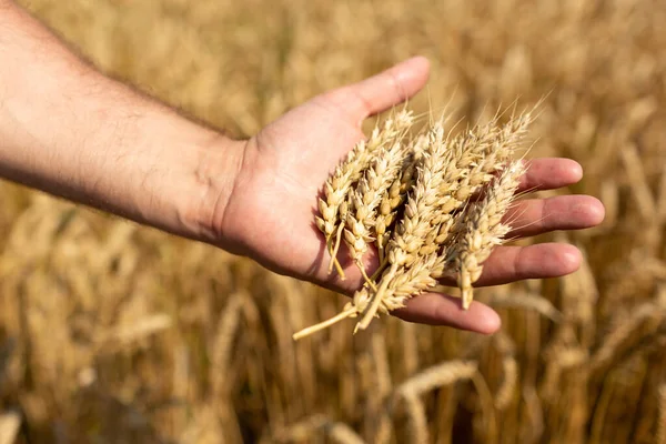 Farmer Hand Holds Plucked Ears Wheat His Hand — Stockfoto