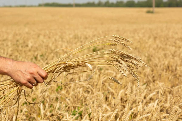 Farmer Hand Holds Plucked Ears Wheat His Hand — Stockfoto