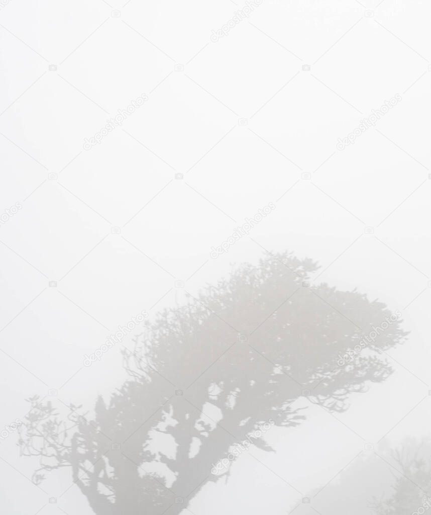 tree covered by fog in cloudy forest