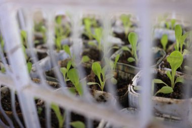 vegetable seedlings potted using recycled paper inside a crate