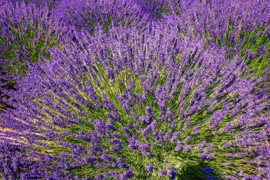 Blooming violet flowering plant highlights the view of nature in Hood River County