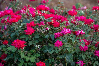 Blooming Wildflowers highlights the view of nature along the park