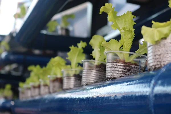 vegetable growth from an aquaponics system