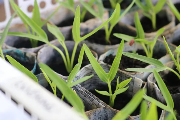 Vegetable Seedlings Potted Using Recycled Paper Crate — Stock Fotó