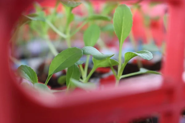 Vegetable Seedlings Potted Using Recycled Paper Crate — Photo