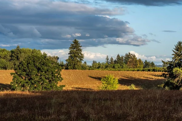 Epic forest landscape scenery from the walking trail of the park