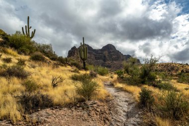 Koruma parkının yürüyüş izinden destansı dağ manzarası