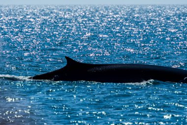 A Baleen dark slate-gray white color whale swimming along the Rocky Point area