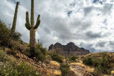 Koruma parkının yürüyüş izinden destansı dağ manzarası