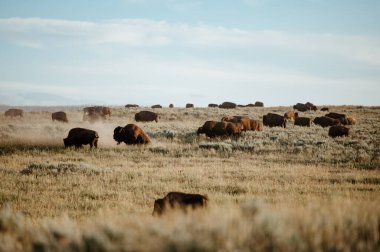 Bison Grazing in Hayden Valley, Yellowstone National Park