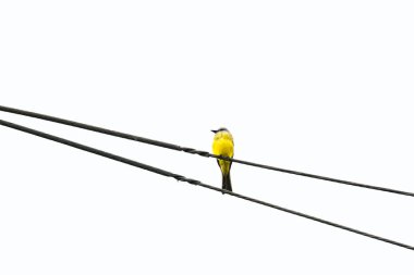 benteveo bird perched on an electricity cable