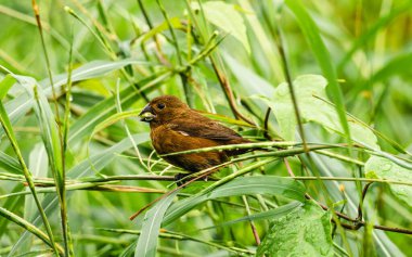 Costa Rican bird resting on leaves