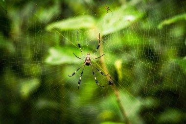 golden silk spider in the jungle of Costa Rica