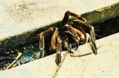 tarantula teeth in Costa Rica