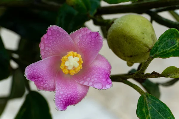 Gently pink lagunaria flower with water droplets on petals after rain close up