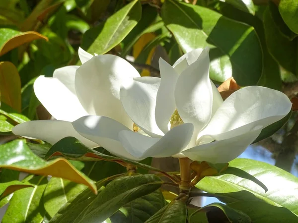 Huge White Magnolia Flowers Tree Sun Close — Stockfoto