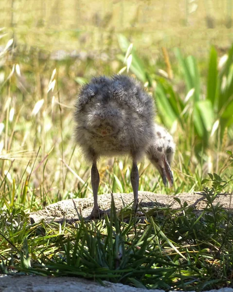 Spotted Gull Chick Rear View Close — Photo