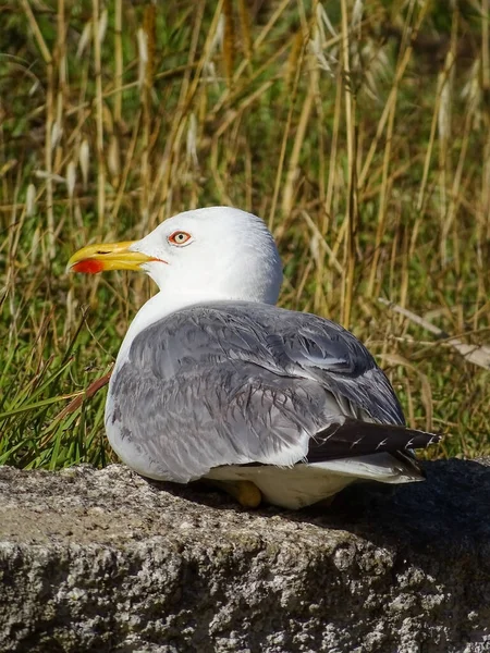 White Gray Gull Lies Stone Looks Camera Close — ストック写真