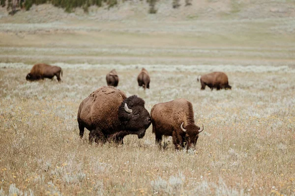 Bison Grazing Hayden Valley Yellowstone National Park —  Fotos de Stock