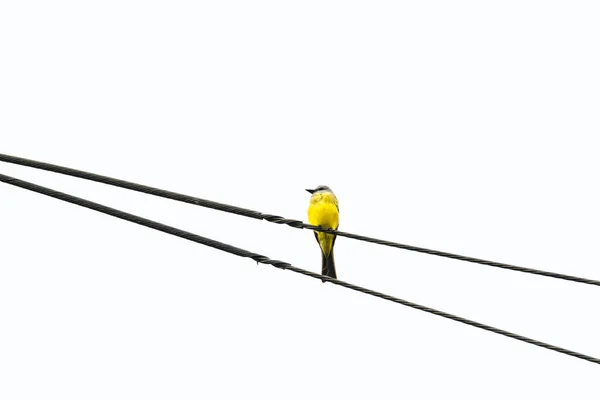 Benteveo Bird Perched Electricity Cable — 스톡 사진