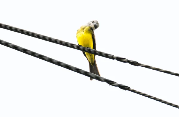 Benteveo Bird Perched Electricity Cable — Photo
