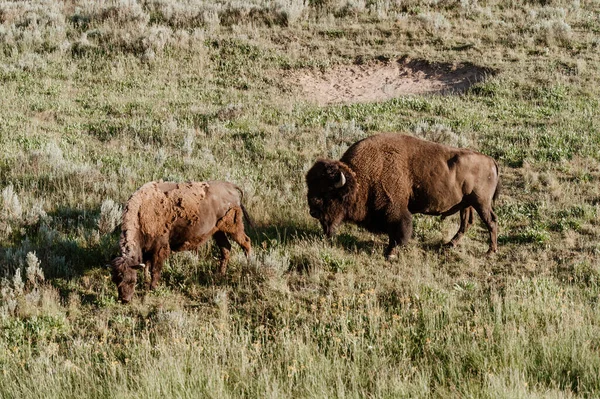 Bison Grazing Hayden Valley Yellowstone National Park — Zdjęcie stockowe