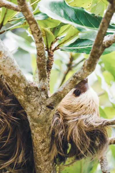 Sloth Sleeping Tree Branch — Stock Photo, Image