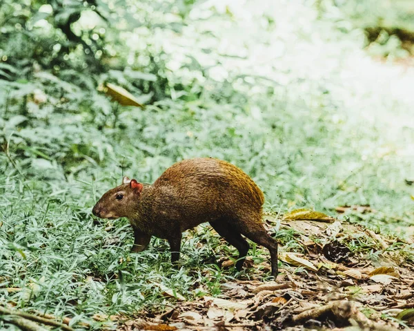 Capybara Прогуливаясь Джунглям Коста Рики — стоковое фото