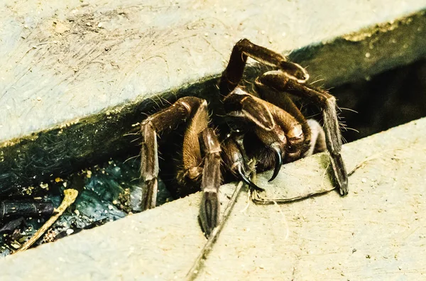 Tarantula Teeth Costa Rica — Stock fotografie