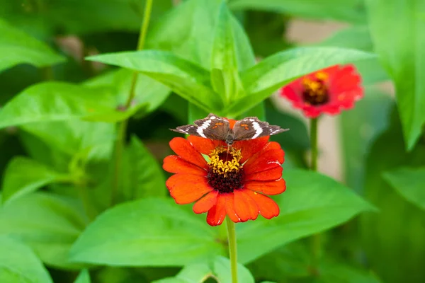 一朵花上采集花粉的蝴蝶 — 图库照片