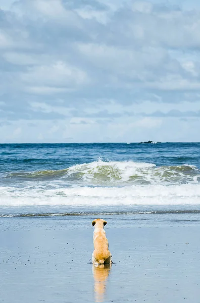 Golden Dog Sitting Beach Looking Sea — ストック写真