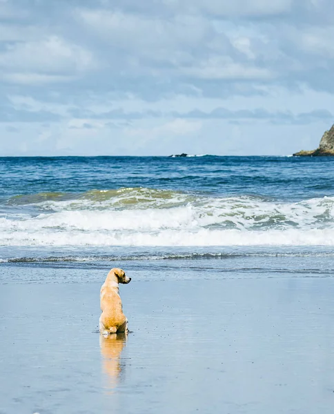Golden Dog Sitting Beach Looking Sea — Stock Fotó