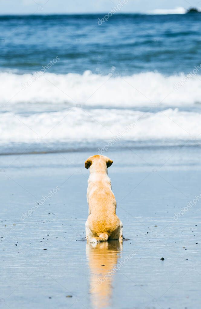 golden dog sitting on the beach looking at the sea