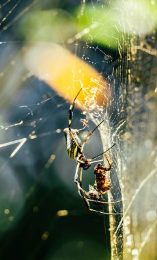 golden silk spider in the jungle of Costa Rica