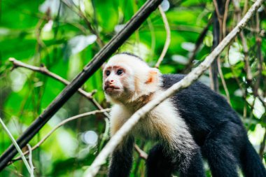 white face monkey in a national park