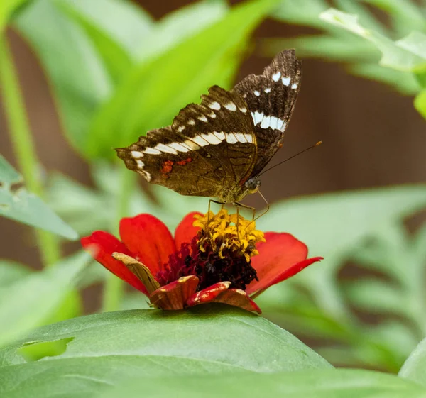 Borboleta Que Reúne Pólen Uma Flor — Fotografia de Stock